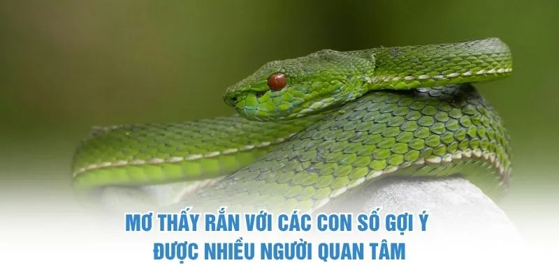 Mơ thấy rắn với các con số gợi ý được nhiều người quan tâm